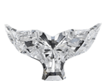 Whale Tail